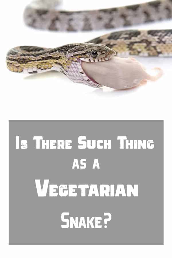 ¿Existe la serpiente vegetariana?