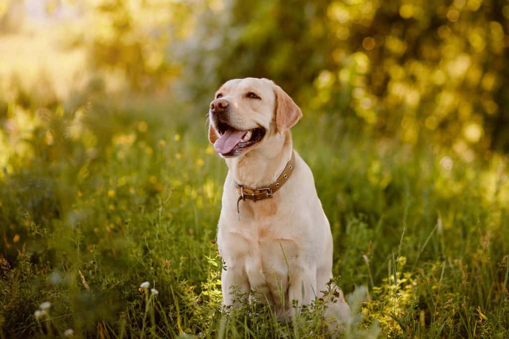 Mezcla de Rottweiler y Labrador (Labrottie): guía completa