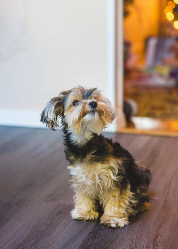 When Should a Yorkie be Neutered?