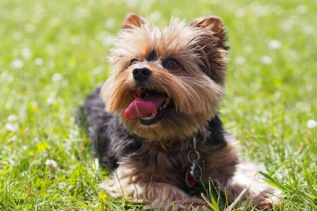 Can Yorkies Be Kept Outside?