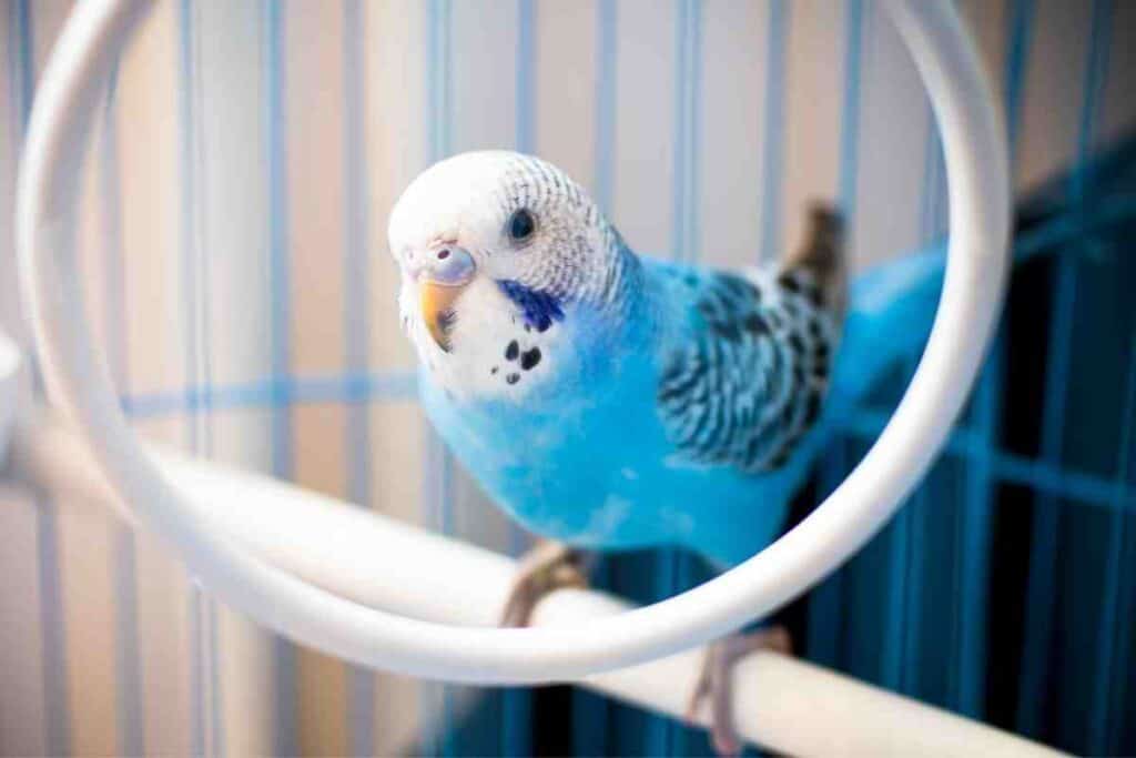 Will a Parakeet Die of Loneliness?
