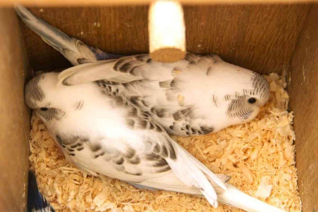 1625095566 441 Why Do Parakeets Eat Their Eggs ¿Por qué los periquitos comen sus huevos?