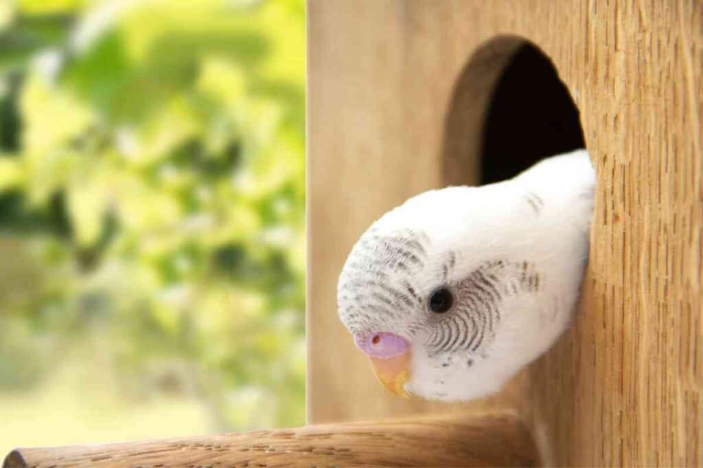 Why Do Parakeets Eat Their Eggs ¿Por qué los periquitos comen sus huevos?