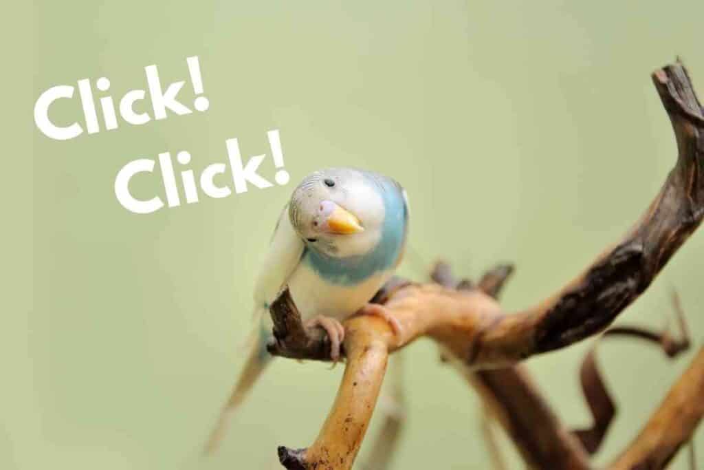 Why Is My Parakeet Clicking Its Beak ¿Por qué mi periquito chasquea el pico?
