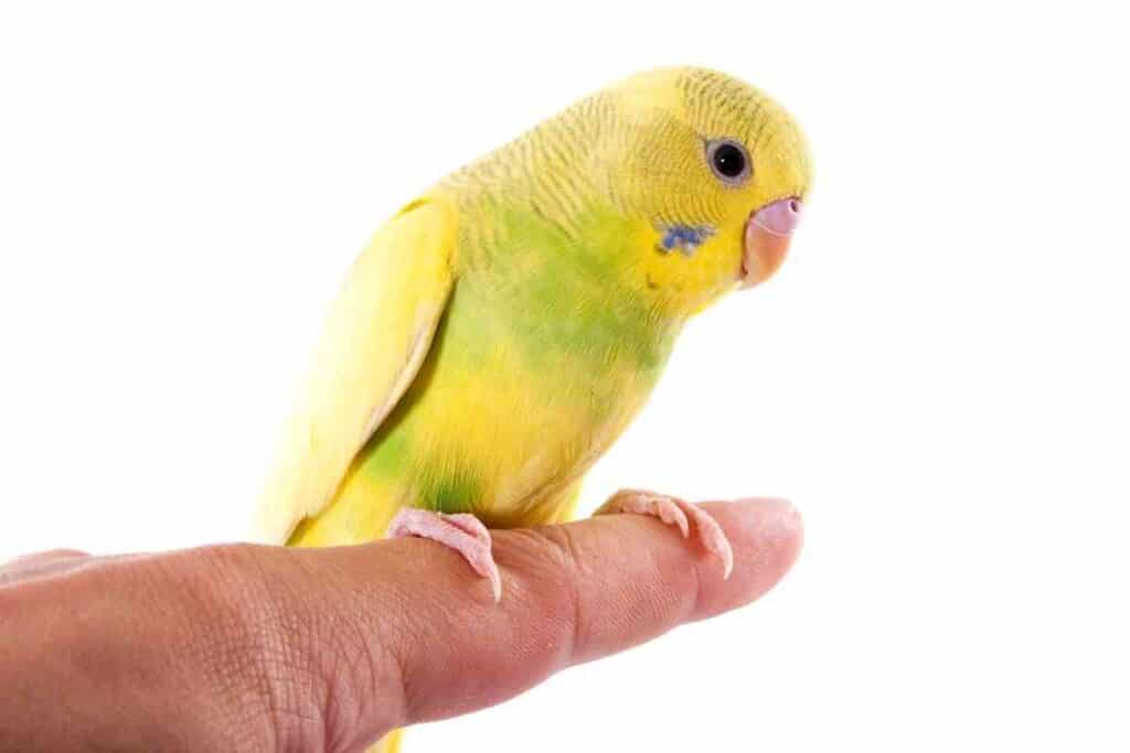 Why Is My Parakeet Closing Its Eyes ¿Por qué mi periquito cierra los ojos?