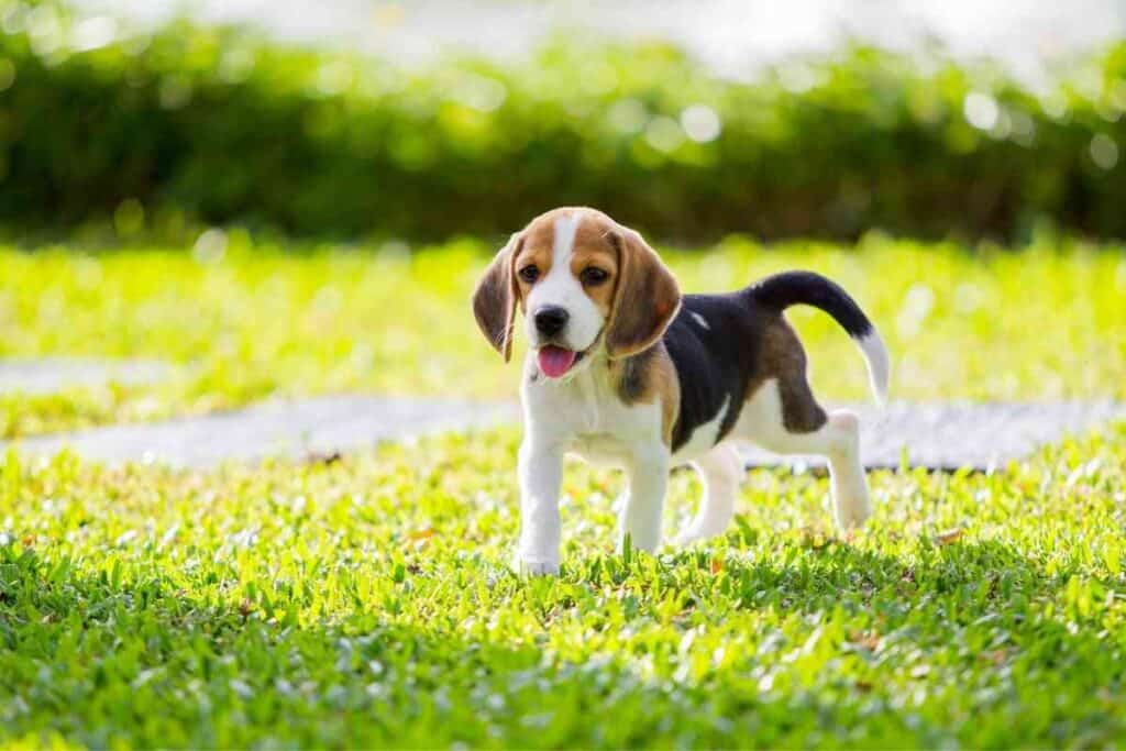 ¿Cuánto cuestan los cachorros de Beagle?