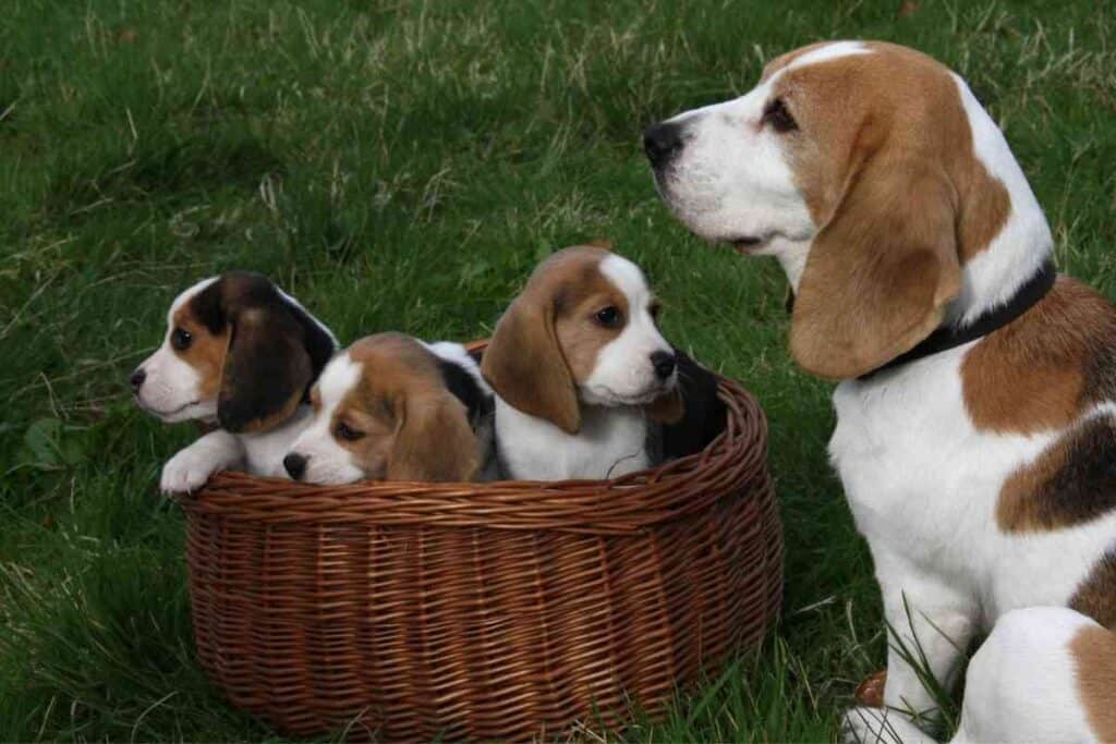 How Much Do Beagle Puppies Cost ¿Cuánto cuestan los cachorros de Beagle?