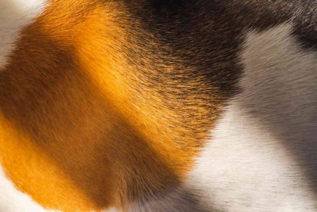 When Do Beagles Shed Their Puppy Coat ¿Cuándo muda el Beagle el pelaje de cachorro?