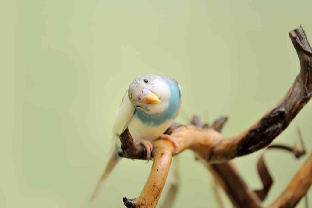 Why Is My Parakeet Bobbing His Head ¿Cómo hacer que un pájaro te quiera?