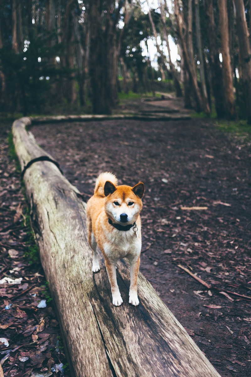 brown and white dog on brown log path in the middle of forest