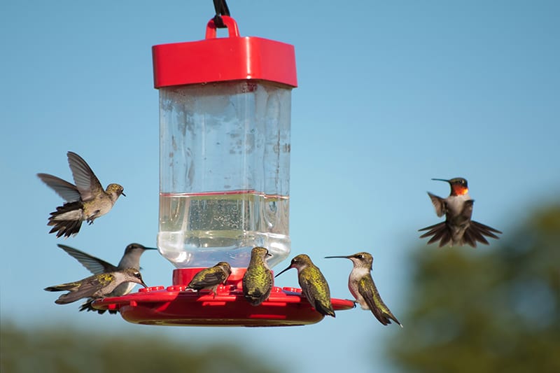 multiple hummingbirds feeders ¿Cuántos comederos para colibríes debería tener?