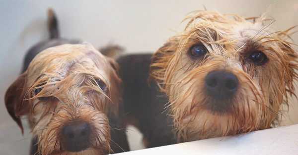 ¿Cuando hay que bañar a un perro?