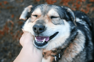 perro y sus dientes