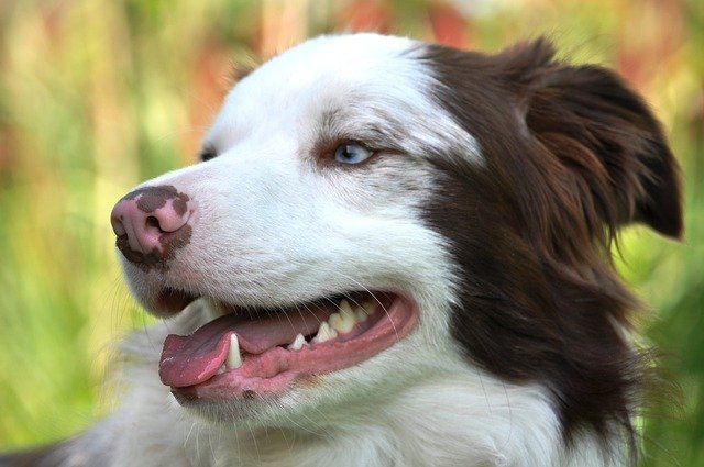 Los perros y el cuidado dental – Todo lo que necesitas saber
