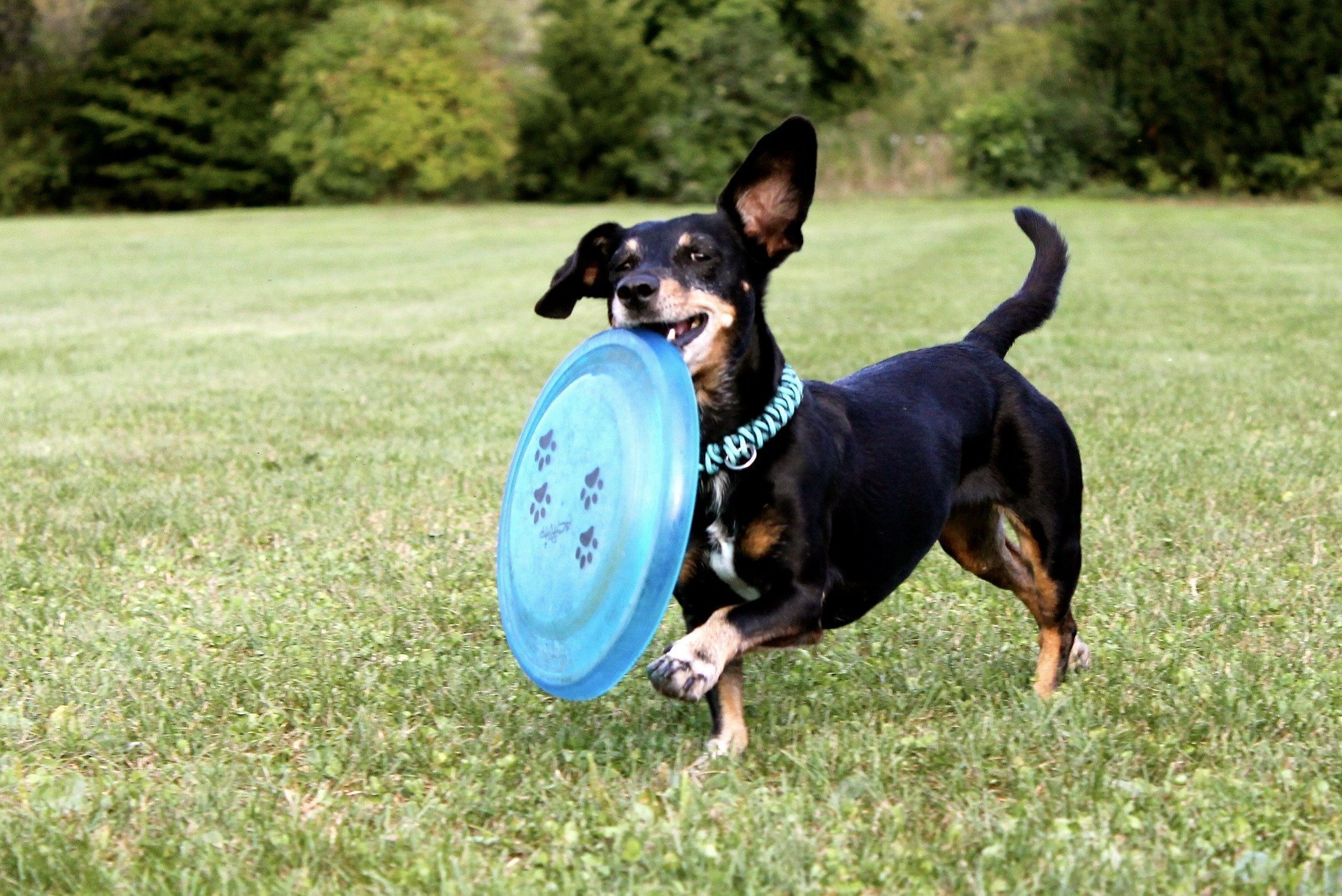 dachshund 2035700 1920 1 Juegos divertidos para jugar con tu perro en el jardín
