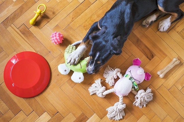 dog toys 5175628 640 Cómo los juguetes para perros pueden ayudar a tu perro a mantenerse sano