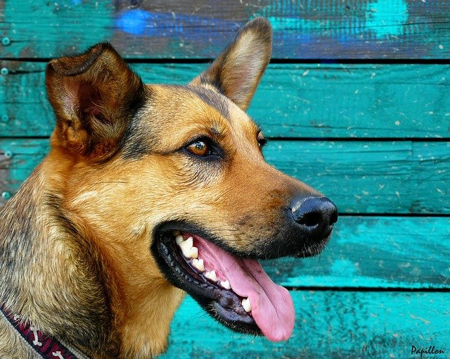 ¿Se pueden poner implantes dentales a los perros?