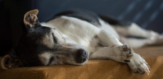 Síndrome vestibular en perros – Cómo ayudar a tu perro