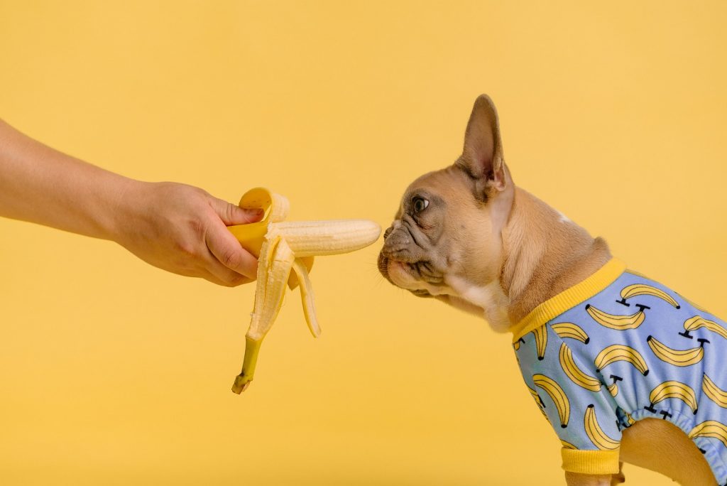 ¿Los perros pueden comer plátano? Beneficios y Recetas