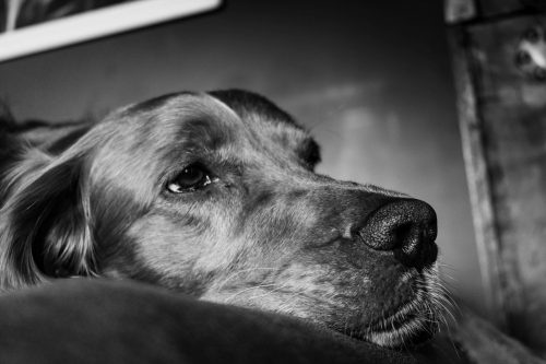 Lo que debes saber sobre la intoxicación por xilitol y los perros