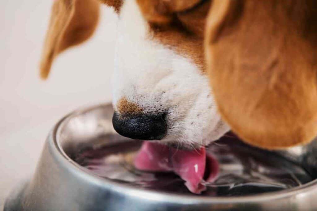 ¿Cuánta agua debe beber un cachorro de Beagle?