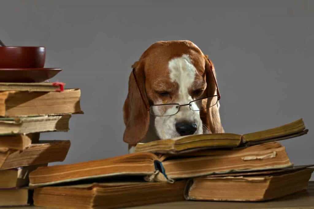 How Smart Are Beagles ¿Cuánta inteligencia tiene un Beagle?
