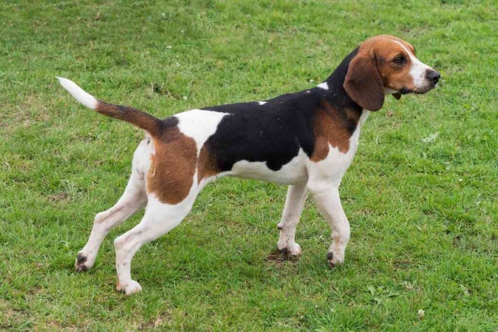 ¿Está mi Beagle demasiado delgado?