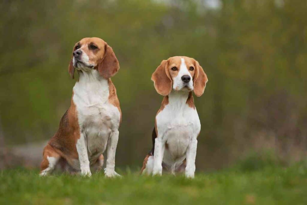 ¿Cuándo debe ser esterilizada una Beagle?