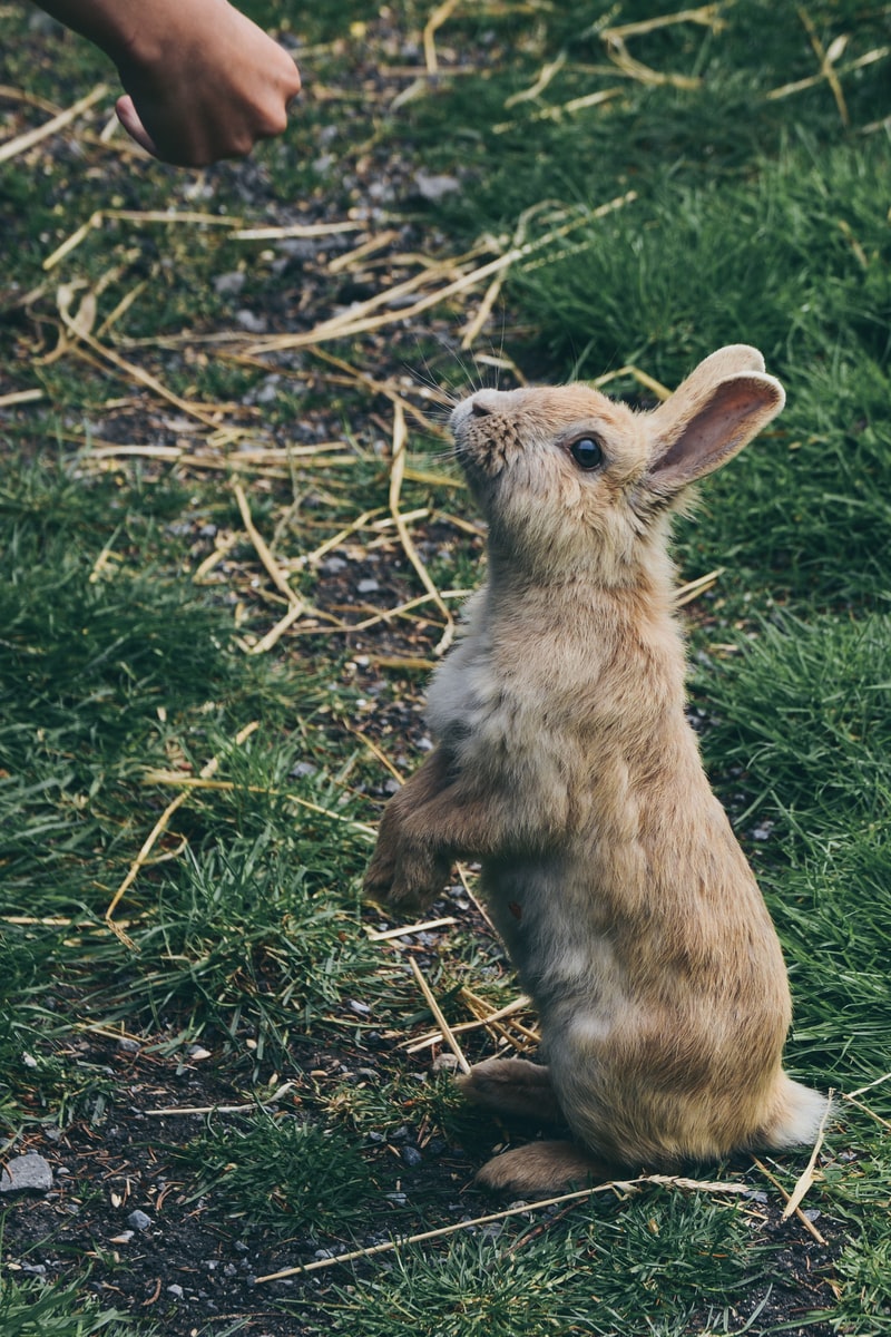 Cómo adiestrar a un conejo: la guía completa