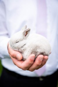 conejo pequeño
