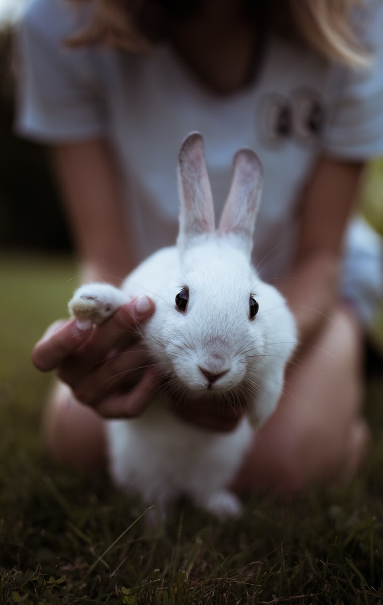 Cómo cortar y cuidar las uñas de los conejos