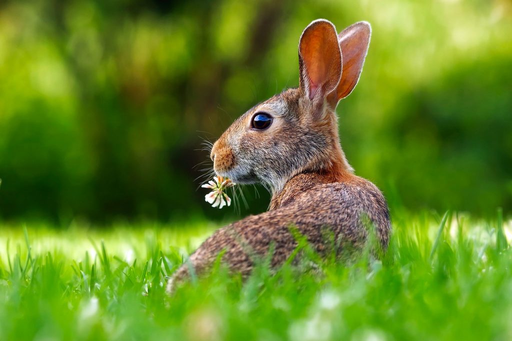 ¿A qué velocidad corren los conejos? Velocidad máxima de los conejos salvajes y domésticos