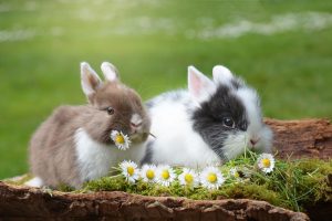 2174679 ¿Cuántos bebés tienen los conejos en su primera camada?