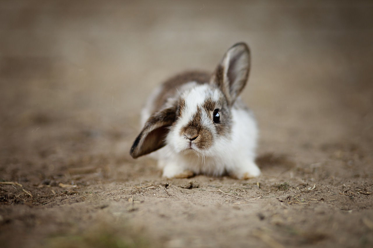 ¿Atraen los conejos a los roedores?