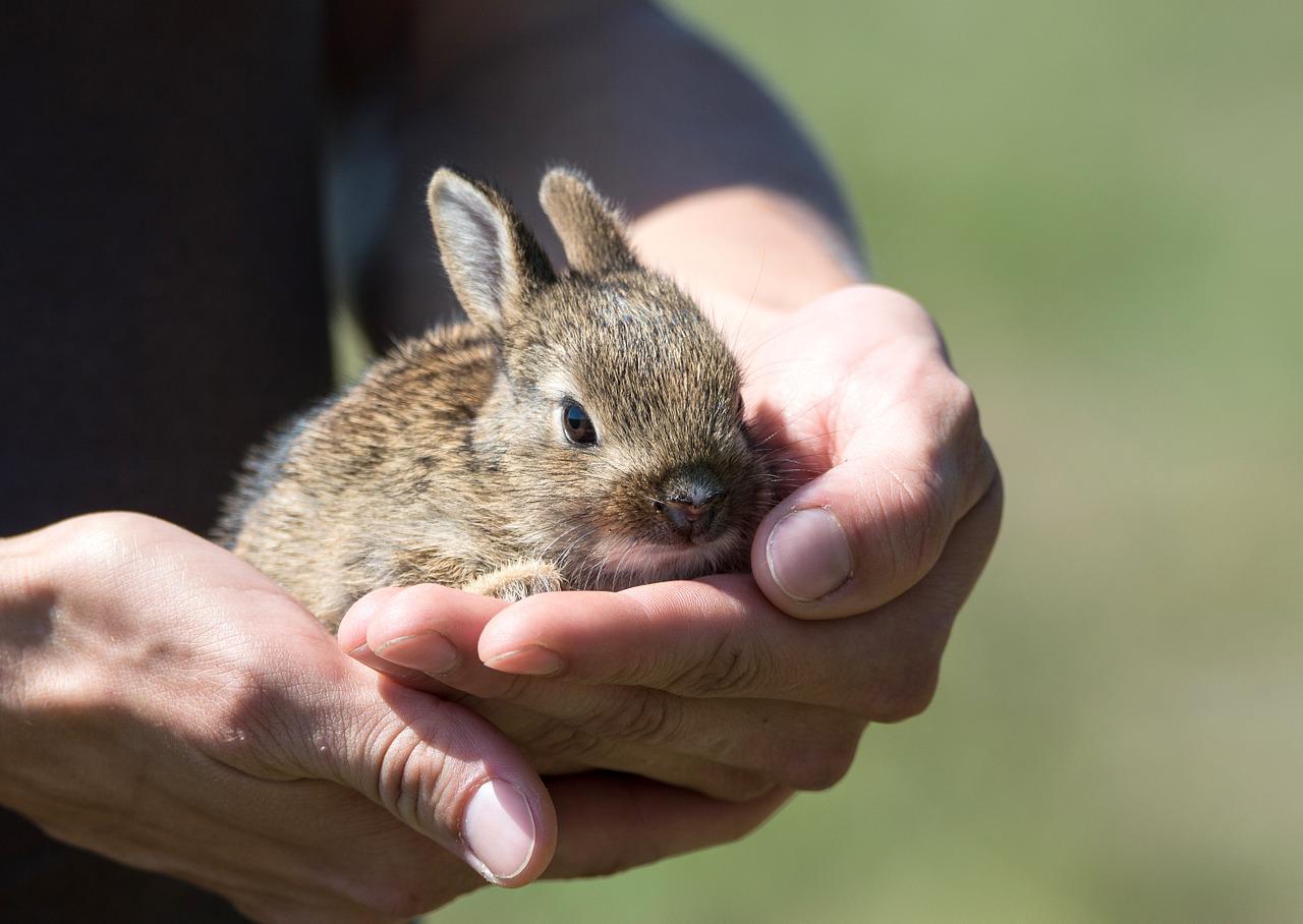 ¿Cuántos bebés tienen los conejos en su primera camada?