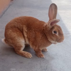 la genetica del color del conejo 7 Conejo de pie sobre las patas traseras: Significado