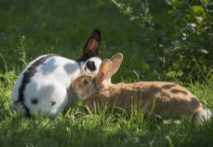 ¿pueden vivir juntos los conejos macho y hembra?