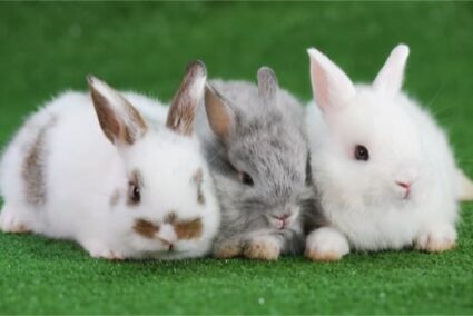 ¿puedes tener más de dos conejos juntos?