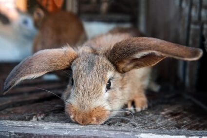 ¿Lloran los conejos cuando están tristes?