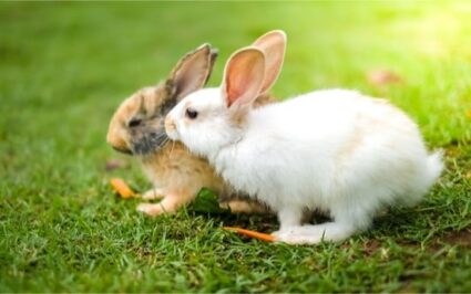¿cómo les gusta jugar a los conejos?