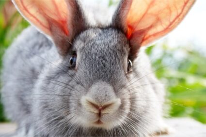 el pelaje de los conejos es cada vez más claro