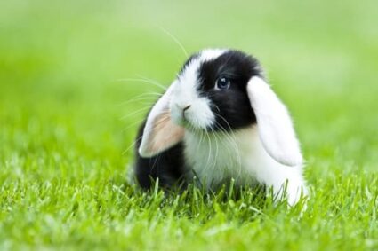 ¿por qué los conejos mueven la nariz?
