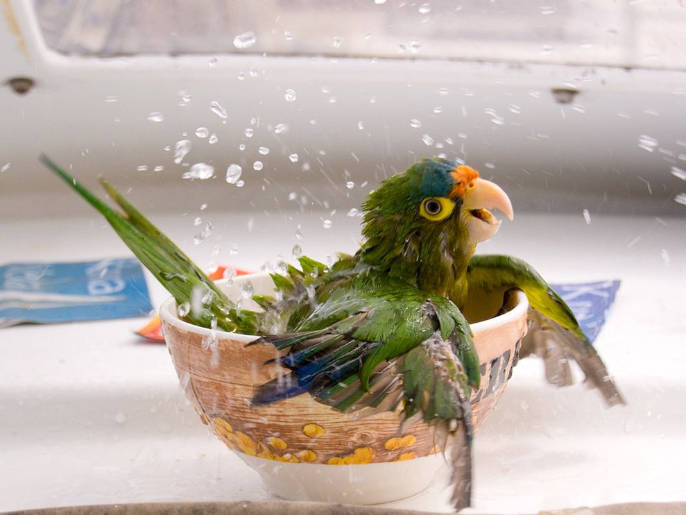 bañar a los pájaros