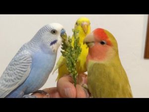 Qué pájaros se pueden juntar con los periquitos