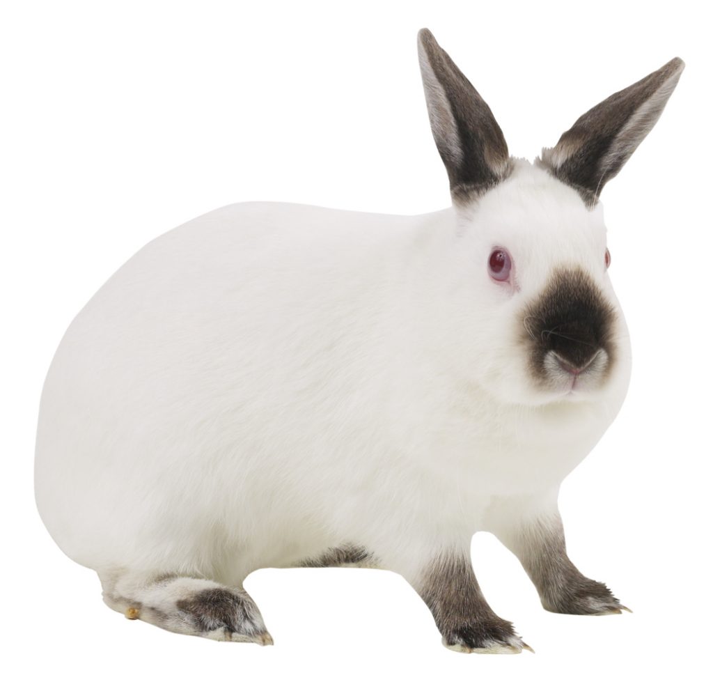 a que velocidad corren los conejos velocidad maxima de los conejos salvajes y domesticos ¿A qué velocidad corren los conejos? Velocidad máxima de los conejos salvajes y domésticos