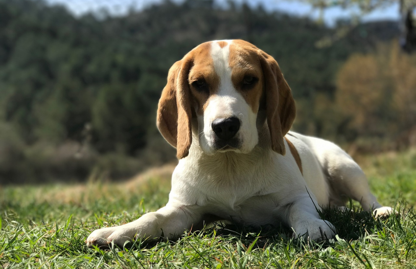 adoptar un beagle como encontrar uno y como sera Adoptar un Beagle: Cómo encontrar uno y cómo será