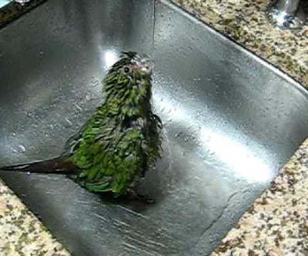 como banar a los pajaros ¿Cómo bañar a los pájaros?