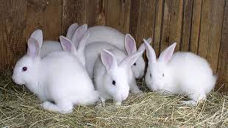 ¿Cómo benefician los conejos a los humanos?