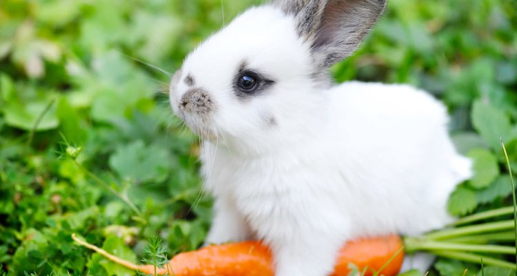 como captar la atencion de un conejo Cómo captar la atención de un conejo