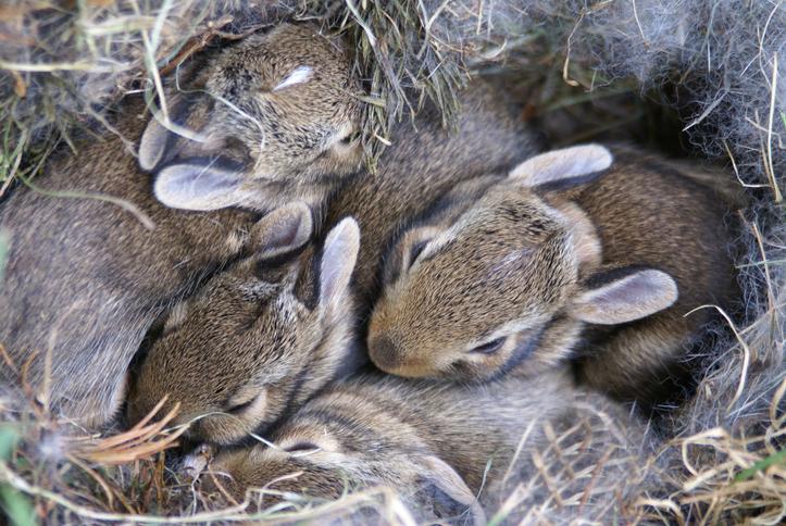 como cuidar y mantener vivo a un conejo bebe silvestre Cómo cuidar y mantener vivo a un conejo bebé silvestre